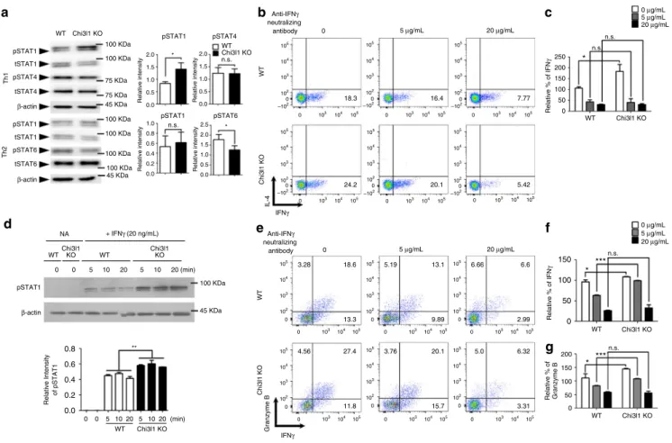 Fig. 4 Increased Th1 and CTL response in Chi3l1 KO T cells are IFN γ dependent. a Phosphorylation of STAT1, STAT4, STAT6 were analyzed by Western