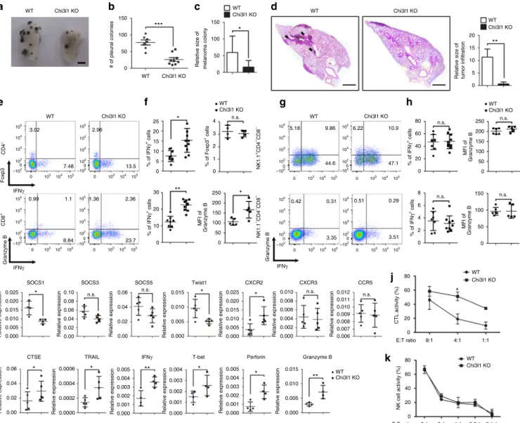 Fig. 6 Chi3l1 KO mice have reduced pulmonary metastasis with increased IFN γ-producing CD4 and CD8 T cells in the lung
