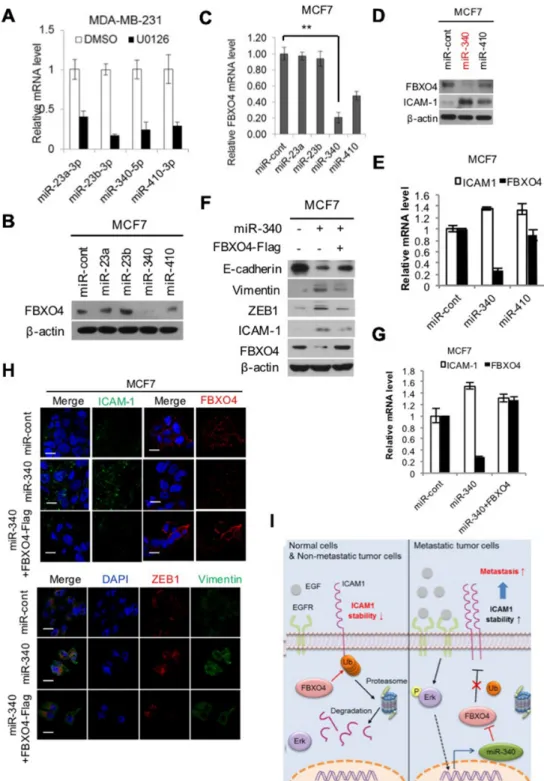 Figure 4: miR-340, which is induced by ERK, regulates FBXO4.  (A, B) Analysis of miRNA data from publicly available  databases  for  miRNA  target  prediction;  miRNA.org  (http://www.microrna.org/microrna/home.do)