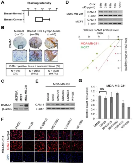 Figure 1: ERK regulates the stability of ICAM-1 in breast cancer.  (A) Analysis of ICAM-1 data from publicly available human  target protein databases (http://www.proteinatlas.org/)