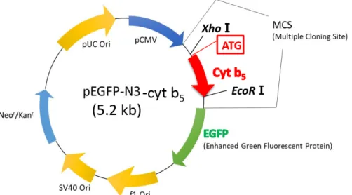 Fig.  2.  Structure  of  pEGFP-N3-cyt  b 5   plasmid. 