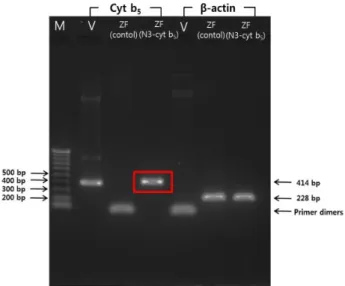 Fig.  3.  Comparison  of  (A)  uninjected  zebrafish  fry  and  (B)  in- in-jected  zebrafish  fry  with  pEGFP-N3-cyt  b 5   plasmid  DNA.