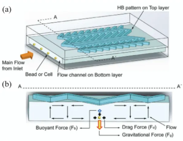 Fig. 1  (a) Schematic drawing of HB-Chip. HB patterns  are located on the surface of the Top PDMS layer  and main flow channel is on the Bottom PDMS  layer