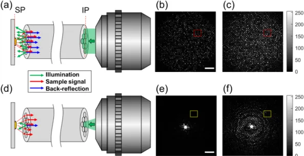 Figure 1.  Schematic layouts of the WIWD and SIWD detection. (a) The conventional wide-field illumination 