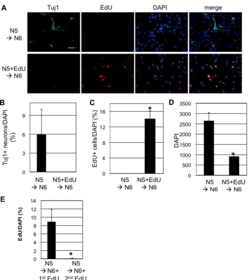 Fig.  1.  Neurogenesis  of  SVZ  NSCs  was  blocked  by  EdU.  A.  NSCs  were  maintained  in  proliferating  medium  (N5)  in  the  absence  of  EdU  (upper  lane)  or  in  the  presence  of  5  μM  EdU  (lower  lane)  for  1  day  before  differentiation