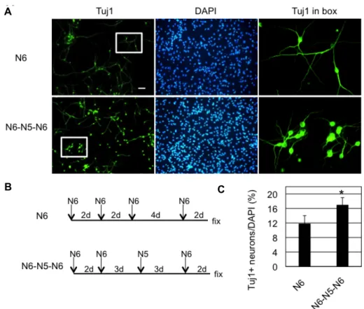 Fig.  5.  Neurogenesis  of  SVZ  NSCs  was  increased  by  proliferation  medium  during  differentiation