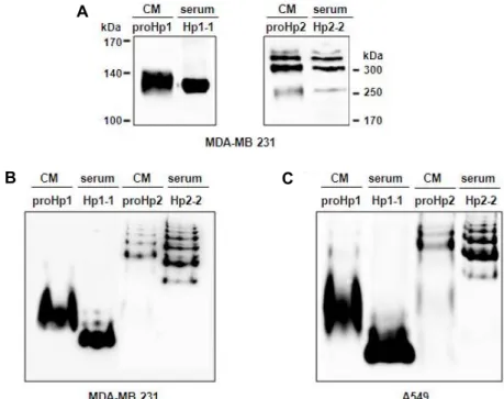 Fig.  2.  ProHp  and  mature  Hp  have  the  same  polymerization,  but  different  pIs