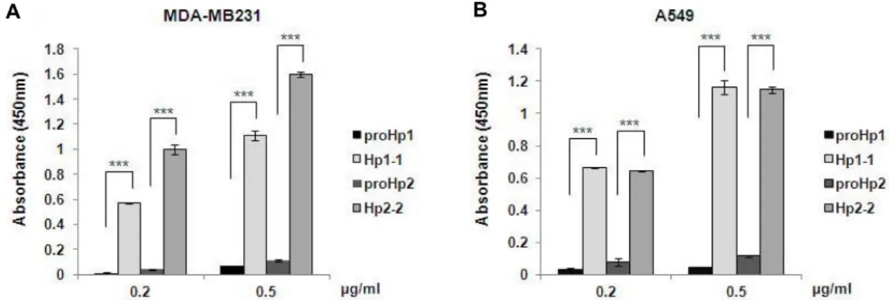 Fig.  3.  Low  sialic  acid  content  in  proHp1  and  proHp2.  (A)  MDA-MB  231  CM  (100  μl)  containing  proHp1  or  proHp2  (0.2  μg/ml  or  0.5  μg/ml,  respectively)  was  added  to  SNA-coated  wells  in  an  ELISA  plate