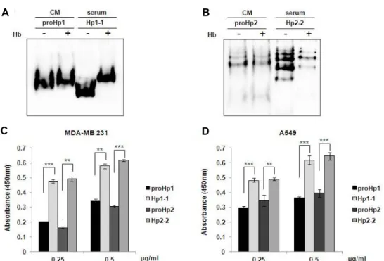 Fig.  4.  Comparison  of  the  Hb-binding  activity  of  proHp  and  mature  Hp.  (A)  ProHp1  CM  (30  μl)  and  Hp1-1  serum  (0.1  μl)  were  mixed  with  or  without  an  excess  of  human  Hb  (1  μg)