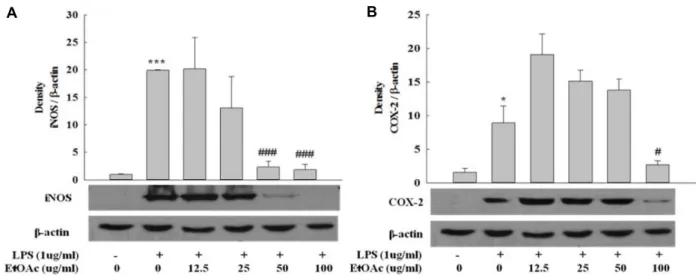 Fig.  2.  Effects  of  EtOAc  fraction  from  Clerodendrum  trichotomum  leaf  extract  on  the  expression  of  iNOS  (A)  and  COX-2  (B)  in  LPS-stimu- LPS-stimu-lated  RAW  264.7  cells