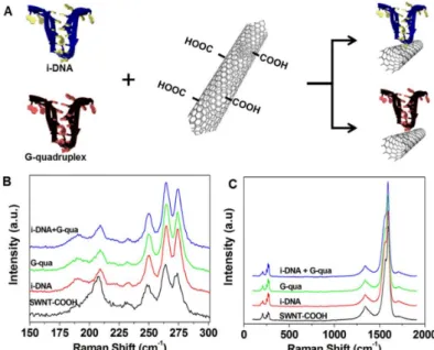 Figure 1 A demonstrates the schematic representation of the COOH terminal region on single-walled carbon nanotubes (f-SWNT) attached to i-DNA and G-quadruplex by covalent bonding via N-hydroxysuccinimide/N-ethylcarbodiimide crosslinking reagent