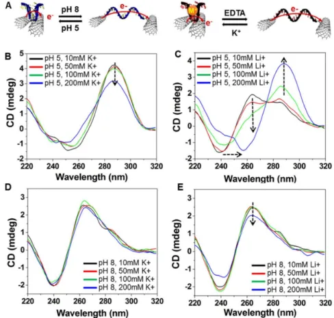 Figure 3. (A) Schematic representation of conformational change in response to pH and ion (M + ) stimuli