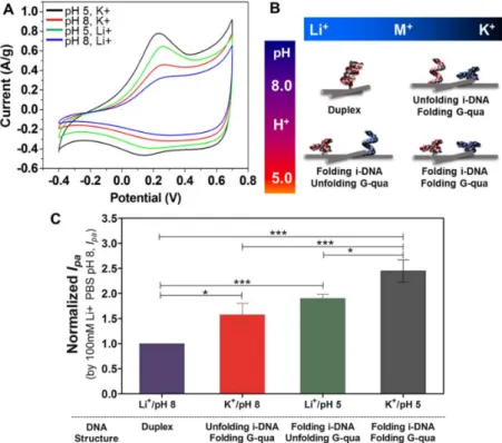 Figure 5. (A) Cyclic voltammograms for acidic (pH 5) and basic (pH 8) conditions in the presence of 100 mM either K + or Li + and (B) schematic representation of structural transformation of i-DNA/G-quadruplex between folded and unfolded states upon ionic 