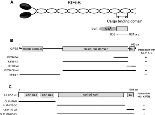 Fig.  1.  Identification  of  the  proteins  interacted  with  KIF5B  by  yeast  two-hybrid  screening