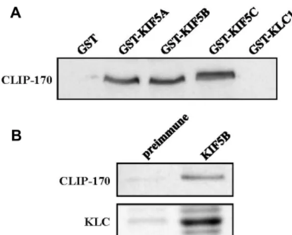 Fig.  3.  Association  of  KIF5B  with  CLIP-170  in  the  pull-down  and  co-immunoprecipitation