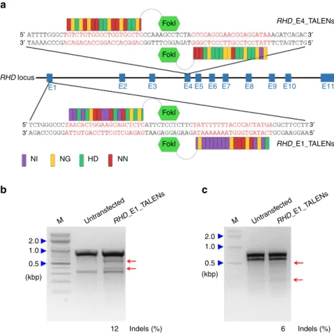Figure 1 | TALENs targeting the human RHD gene. (a) Schematic of the TALEN-targeting sites in the RHD gene