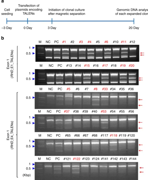 Figure 2 | Generation of RHD-mutated erythroid progenitor cells. (a) Schematic representation illustrating the process of RHD-mutated clone generation