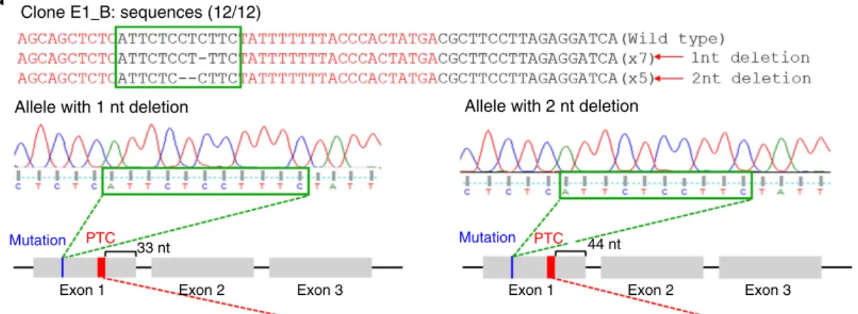 Figure 3 | DNA sequences of RHD-mutated clones. The RHD gene DNA sequences from the parental cells, clones with biallelic mutations in exon 1 (E1_B; a) or exon 4 (E4_B; b), and a clone with a monoallelic mutation in exon 4 (E4_M; c)