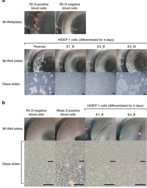 Figure 6 | Absence of D antigen-mediated agglutination in RHD-knockout cell lines. Parental, RHD-knockout (E1_B, E4_B) and RHD-monoallelic mutant (E4_M) HiDEP-1 cells were induced for differentiation for 4 days and subjected to an agglutination test using 
