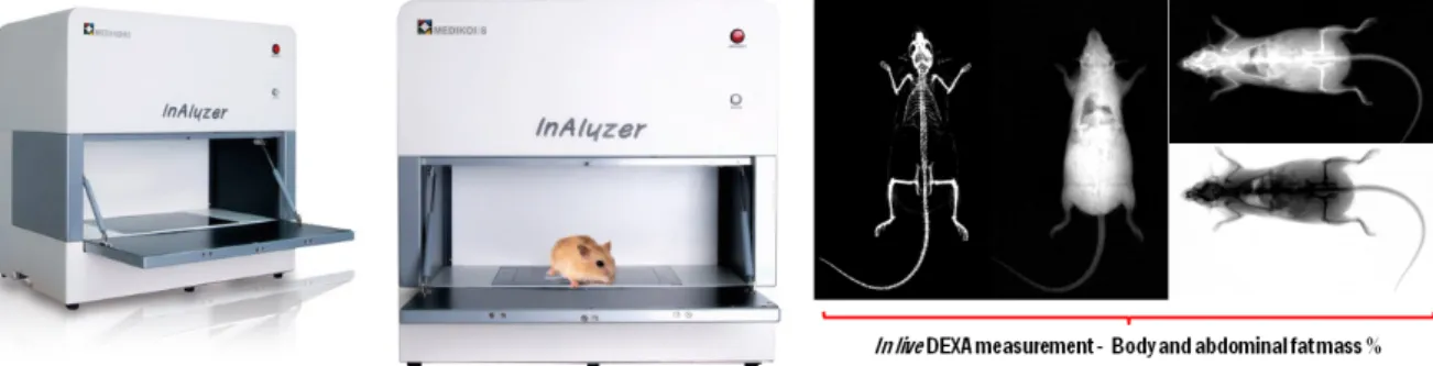Fig.  1.  Body  fat  density  measurements  in  this  experiment.  The  total  body  and  abdominal  fat  densities  were  detected  by  in  live  dual-energy  x-ray  absorptionmetry  (InAlyzer,  Medikors,  Seungnam,  Korea),  individually  in  all  NFD  o