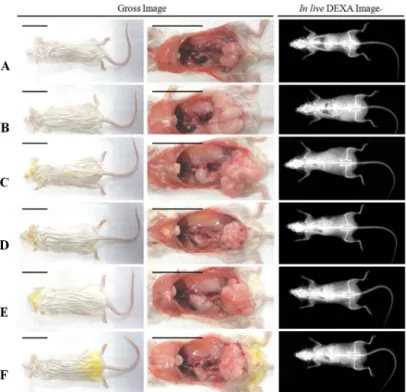 Fig.  2.  Analysis  of  gross  inspections  and  in  live  DEXA  images,  respectively