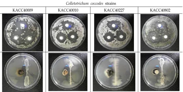 Fig.  2.  Antifungal  activity  of  Bacillus  sp.  SW29-2  against  C.  coccodes  strains.