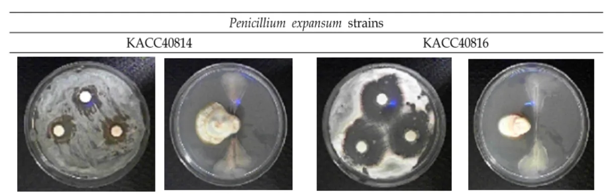 Fig.  3.    Antifungal  activity  of  Bacillus  sp.  SW29-2  against  penicillium  rot  causing  fungus  P