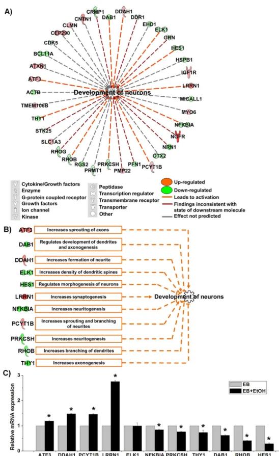 Fig 3. Activation of the neuronal development process by ethanol. A) Network for the category “development of neuron” that was adopted from IPA