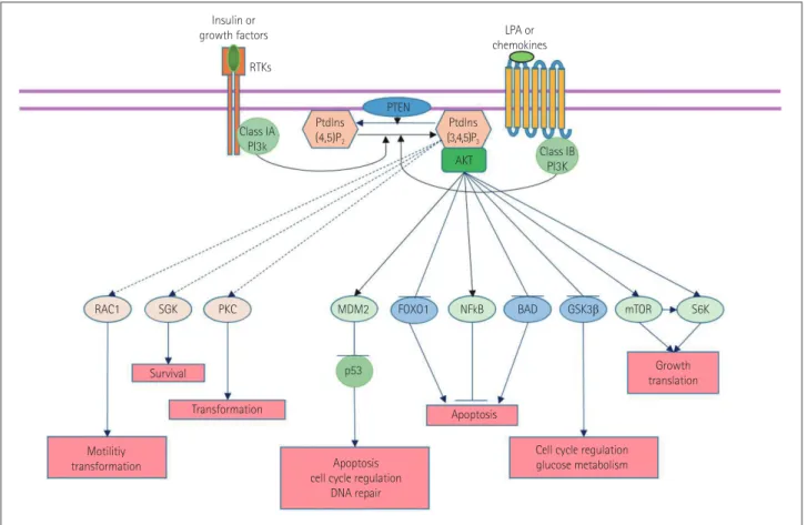 Fig. 1.  Role of the phosphatidylinositol-3-kinase (PI3K) pathway in cells. Akt: protein kinase B, BAD: Bcl-2-associated death promoter, FOXO1:  forkhead box protein O1, GSK3β: glycogen synthase kinase 3β, MDM2: mouse double minute 2 homolog, mTOR: mammali
