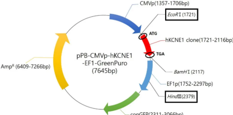 Fig.  2.  Map  of  pPB-CMVp-hKCNE1-  EF1-GreenPuro  plasmid.