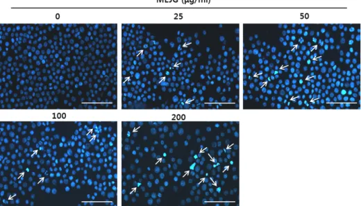 Fig.  3.  Apoptotic  morphological  changes  of  HT29  cells  by  MEJG  treatment.  MEJG-treated  cells  were  fixed  with  4%  formaldehyde,  permeabilized  with  0.5%  Triton  X-100  and  stained  with  DAPI  for  20  min
