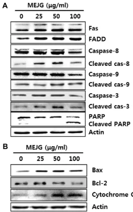 Fig.  4.  Modulation  of  apoptosis-related  protein  expression  in  HT29  cells  by  MEJG