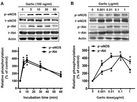 Fig.  3.  Fermented  garlic  extract  activates  eNOS  and  Akt.  (A)  Serum  depleted  BAECs  were  treated  with  100  ng/ 
