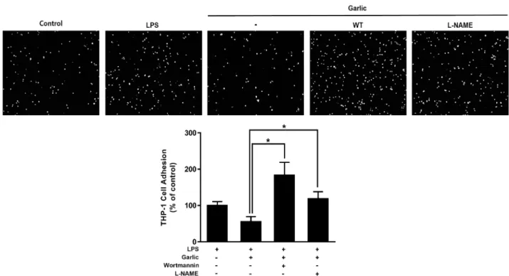 Fig.  5.  Nitric  oxide  plays  a  key  role  in  the  FGE  induced  inhibition  of  heterotypic  adhesion  of  THP-1  to  BAECs
