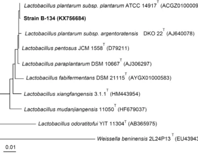 Fig.  2.  Neighbour-joining  tree  showing  the  relation- relation-ship  of  strain  B-134  to  other  members  of  the  genus  Lactobacillus  based  on  16S  rRNA  gene  sequences