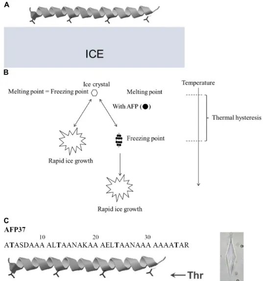 Fig.  1.  (A)  Illustration  of  binding  of  antifreeze  protein  (AFP)  to  ice  crystal  plane