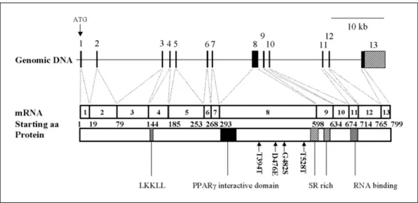 Fig. 2. The PCR-SSCP polymorphism of human PGC-1. The exon 8 (A, 8-3; B, 8-4) of PGC-1 was amplified as described in Methods and their PCR products were analyzed on 8-10% PAGE.