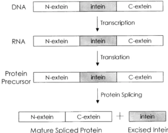 그림 3. Protein self-splicing mechanism.
