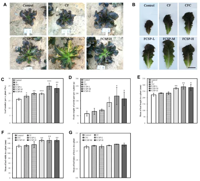Fig.  2.  The  growth  promoting  effect  on  lettuce  by  Fe-chelating  crab  shell  powder  (FCSP)  in  field-scale