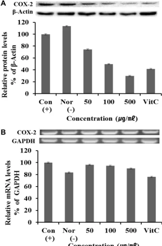 Fig.  4.  COX-2  protein  and  mRNA  expression  rate  of  extract  from  Vaccinum  oldhami  fruit  on  macrophage  cell  (RAW  264.7)