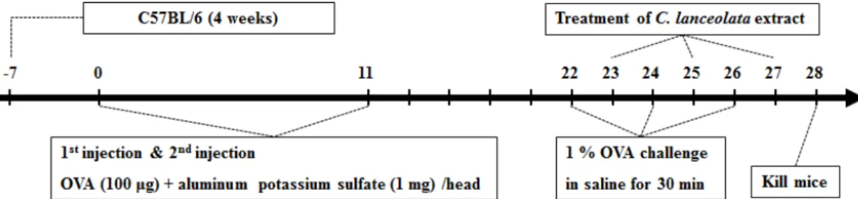 Fig.  1.  Experimental  design  used  in  the  current  study.  Intraperitoneal  injection  (i.p.)  of  OVA  (100  μg)  dissolved  in  alum  (1  mg)  was  administered  to  mice  on  days  0  and  11,  and  OVA-challenge  was  delivered  on  days  22,  24 