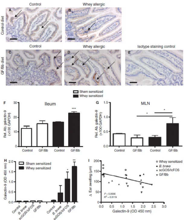 Fig.  4.  Galectin-9  is  basolaterally  expressed  by  intestinal  epithelial  cells  and  increased  in  serum  in  whey  allergic  mice  fed  GF/Bb  to  protect  against  allergy