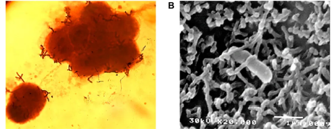 Fig.  6.  Adhesion  of  B.  bifidum  BGN4  onto  the  epithelial  Caco-2  cell  observed  by:  (A)  optical  (magnification  of  1,000);  and  (B)  scanning  electron  microscopy  (magnification  of  20,000,  interaction  with  microvilli  of  Caco-2  and 