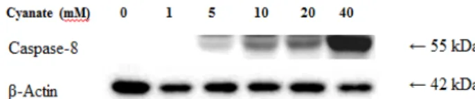 Fig.  2.  Effect  of  cyanate  on  caspase-8  expression  in  glioma  cells. 