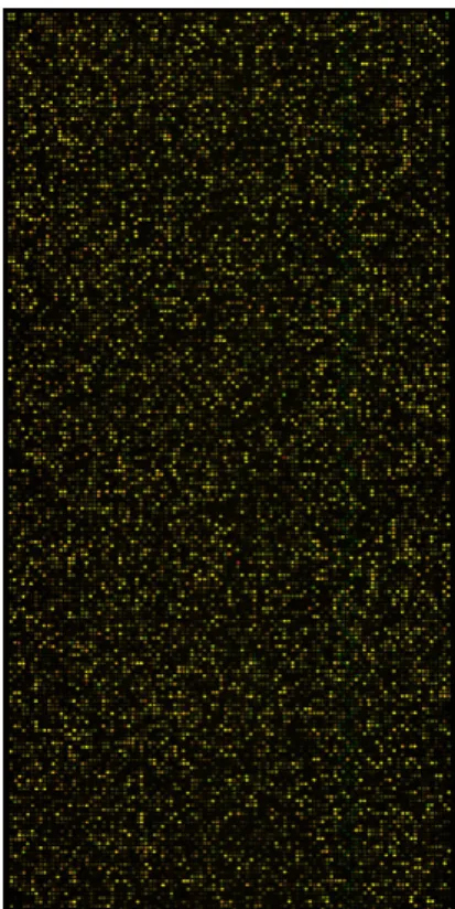 Fig.  5.  The  scanned  images  of  cDNA  microarray  in  20  mM  cyan- cyan-ate  trecyan-ated  glioma  cells