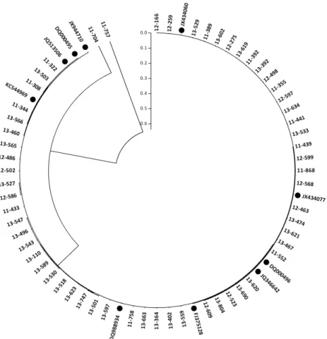 Fig.  6.  Phylogenetic  analysis  of  the  VP1/ 