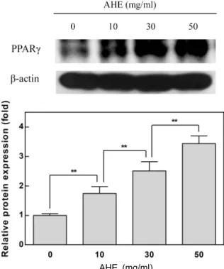 Fig.  2.  Increased  effect  of  AHE  on  PPARγ expression  in  adipo- adipo-cytes.  Adipocyte  differentiation  was  induced  with  a   mix-ture  of  insulin  (0.1  μg/ml),  IBMX  (0.5  mM)  and   dex-amethasone  (1  μM)