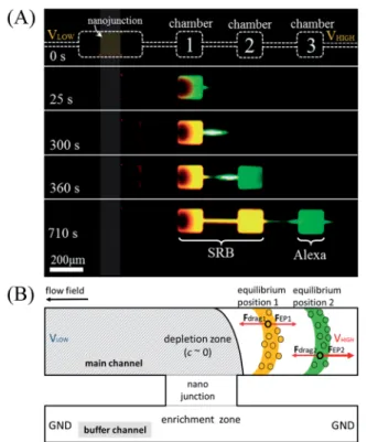 Fig. 2 (A) Time-lapse images of selective preconcentration of SRB and