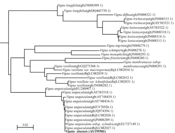 Fig.  1.  Phylogenetic  tree  of  ITS1-5.8S-ITS2  sequences  for  Vigna  species  using  Neighbour-Joining  method