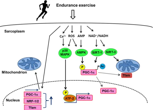 Fig.  1.  Endurance  exercise  training  induces  mitochondrial  biogenesis  through  transcriptional  regulation  (adapted  from  ref
